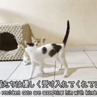 猫パンチをする子猫