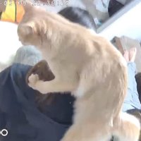 飼い主の肩に乗っている猫
