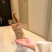 飼い主の手に近づく猫