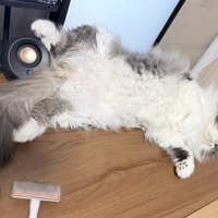 仰向けの猫