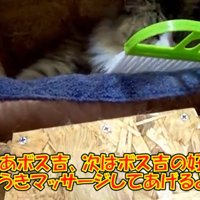 キャットハウスの中にミニほうきを入れる飼い主さん