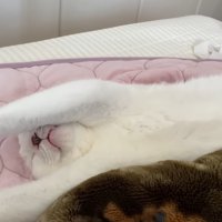 バンザイ
