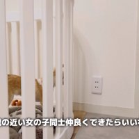 チワワと座った茶トラ猫が見つめ合う