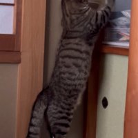 ケースを立ってひっかく猫