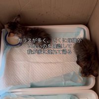 箱の中にいる2匹の子猫
