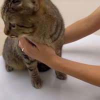 振り向く猫