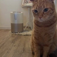 左下を見つめて座る猫