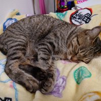 毛布の上で眠る猫