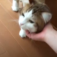 キジ白猫の首を撫でる飼い主
