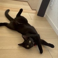 黒猫の子猫が寝そべっている様子