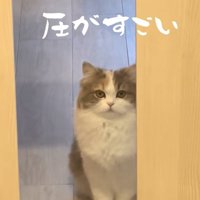 ドアのガラス越しにカメラを見つめる猫「圧がすごい」