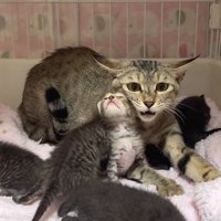 警戒する猫