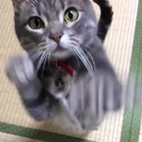 後ろ足で立ち上がっているカメラ目線の猫