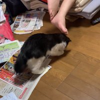 チラシの上に後ろ足を乗せて床に顔をつけている子猫