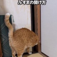 襖を一生懸命前足で動かそうとする猫