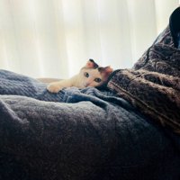 ふとんの上の猫