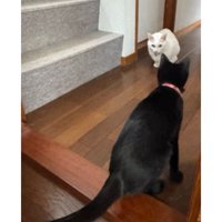 にらみ合う猫たち
