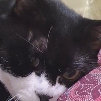 座布団に顔を乗せている猫