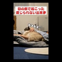 モフモフ…