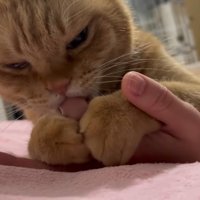 前足で指を抑える猫