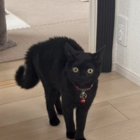 飼い主の元にやってきた黒猫の子猫