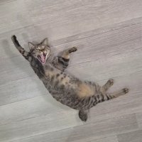 大きく口を開けている猫
