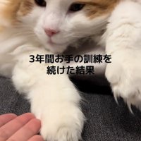 手を見る猫