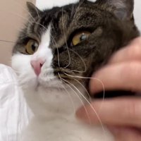 左頬を撫でられる猫