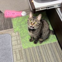 鳴く猫