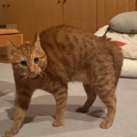 カメラ目線でポーズを決める猫