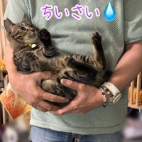 見上げる抱っこされる猫