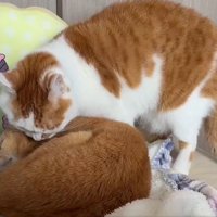 丸まって寝る茶トラ猫に近づく茶白の猫