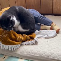 膝掛けの上で前足を畳む猫