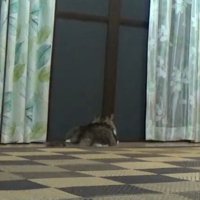 腹ばいで平たくなって床で寝る猫の後ろ姿