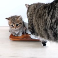 トレーの上に乗る猫