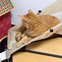 バウンサーに座る猫