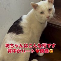 階段を上る猫