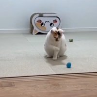 右手をあげたままの猫