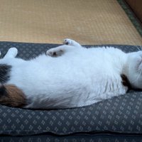 振り向く猫