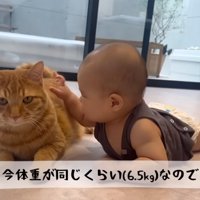 赤ちゃんに触られている猫
