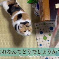 おやつを出す飼い主さん