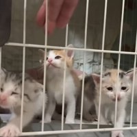外に出る猫