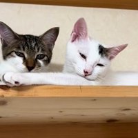 仲良しな2匹の猫