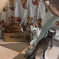2頭の猫に近づく子猫