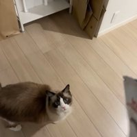 画面右端に少しだけ写っているものを見つめる猫