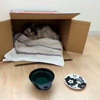 箱の中にいる猫