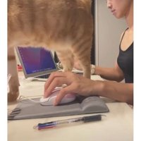 作業台にいる猫