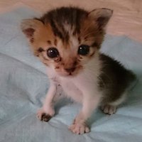 室内にいる子猫