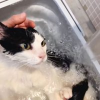 緊張した面持ちでお湯の入ったバスタブに入っている猫