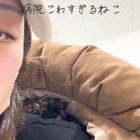 人の服の中に隠れている猫